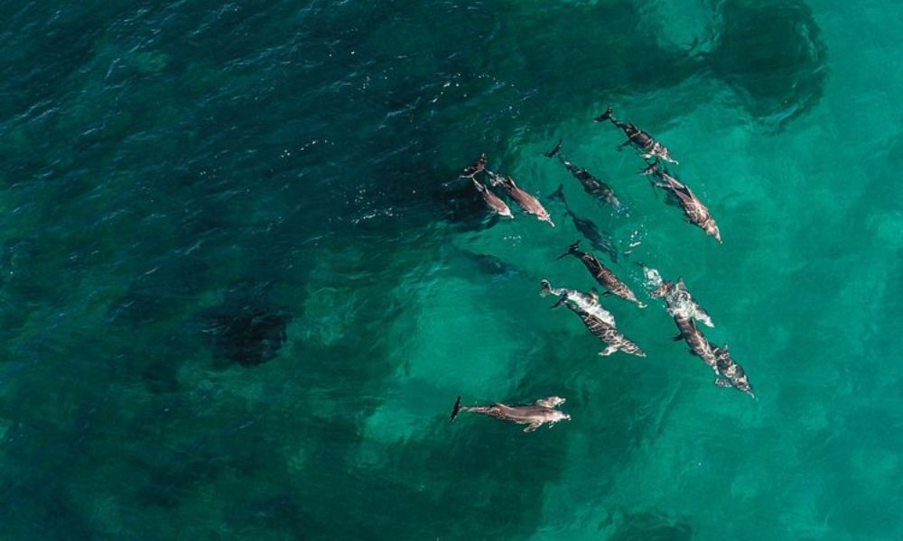 Shoalwater Islands Snorkelling Cruise with Lunch