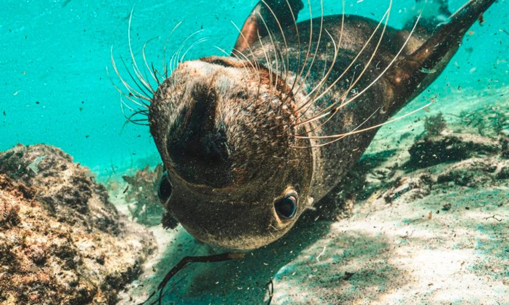 Shoalwater Islands Snorkelling Cruise with Lunch