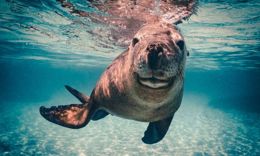 Shoalwater Islands Snorkelling Cruise with Lunch