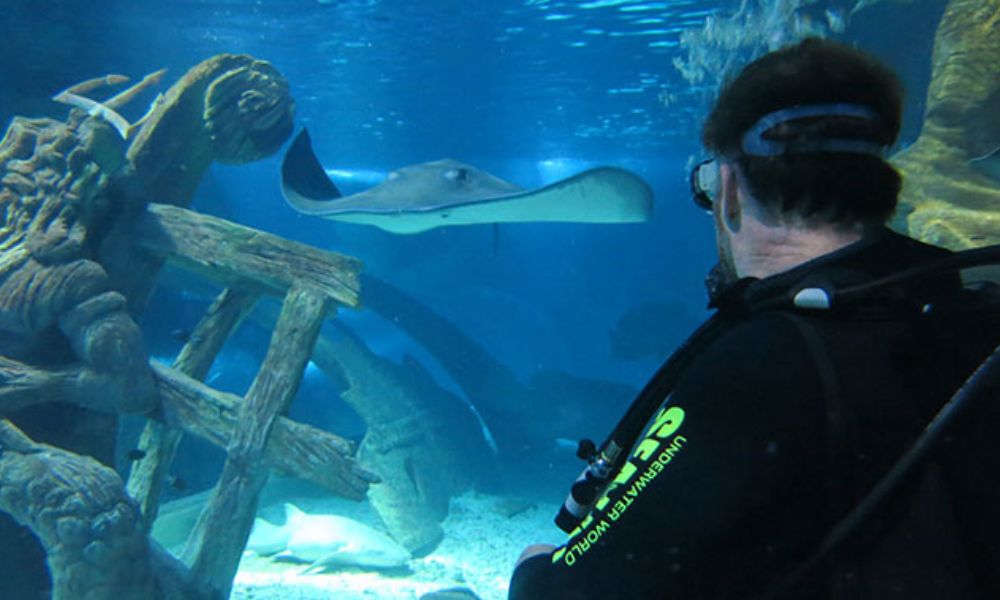 Shark Dive at SEA LIFE Sunshine Coast Aquarium