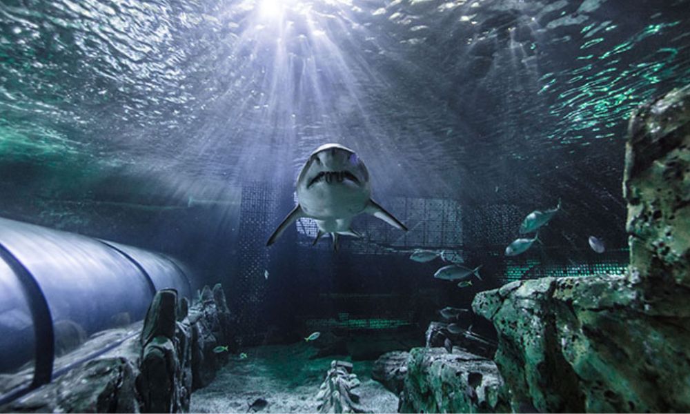 Shark Dive at SEA LIFE Sunshine Coast Aquarium