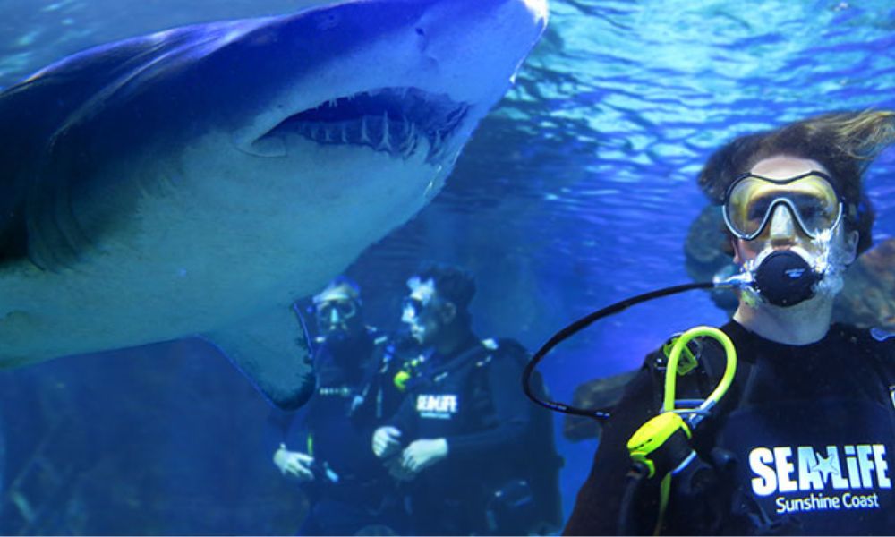 Shark Dive at SEA LIFE Sunshine Coast Aquarium