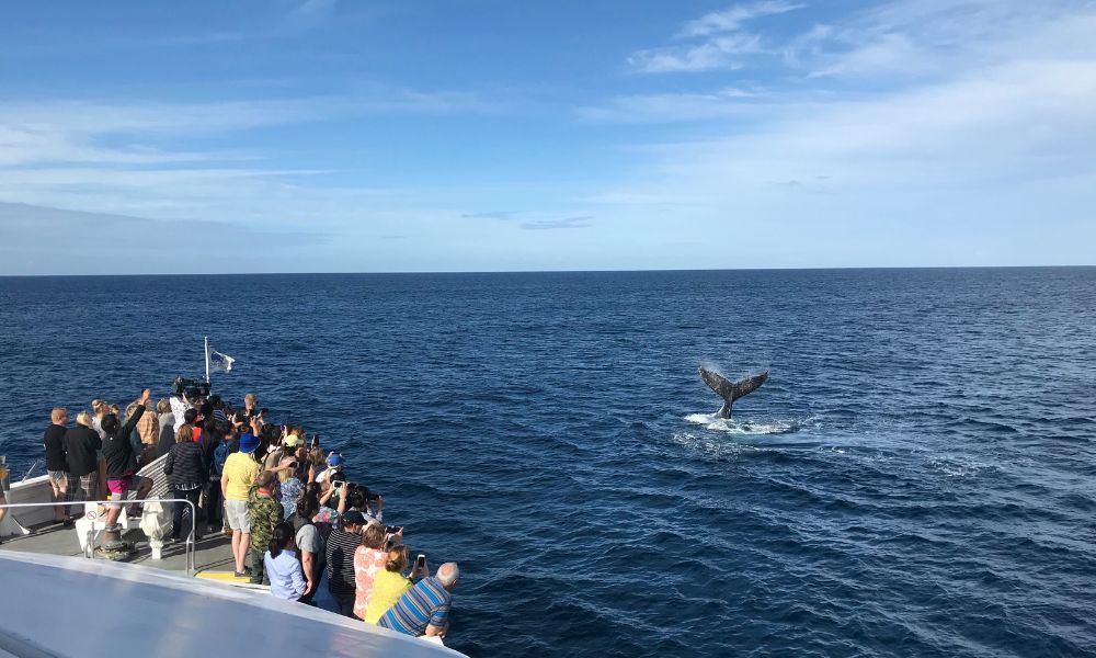 Moreton Bay Cruise with Dolphin Feeding and Whale Watching