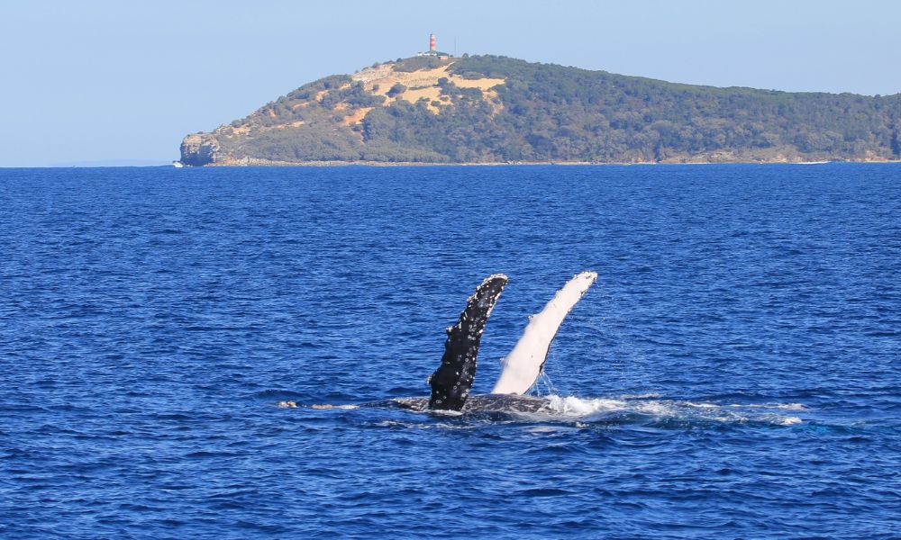 Moreton Bay Cruise with Dolphin Feeding and Whale Watching