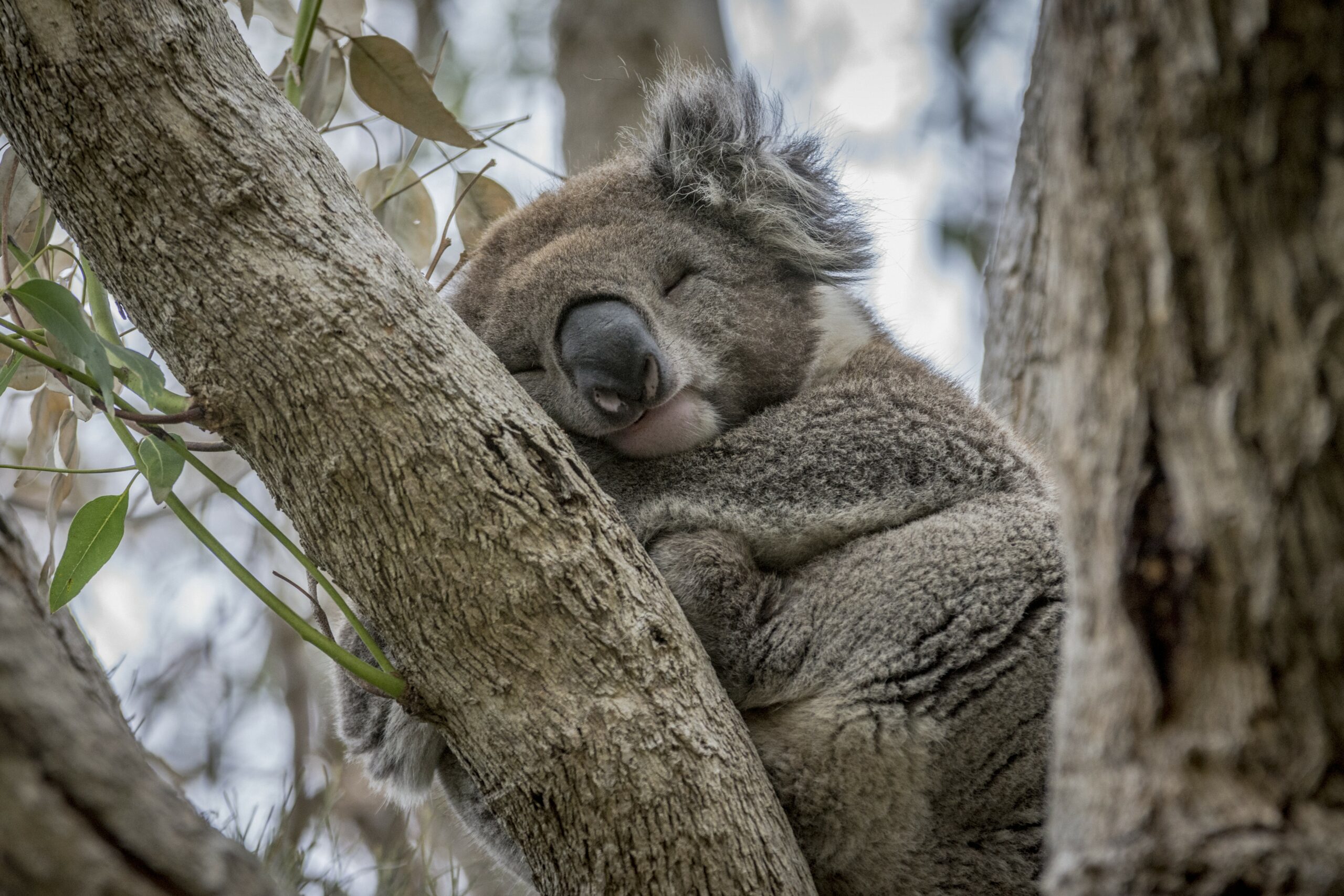 Explore Great Ocean Road & 12 Apostles (CPickup)