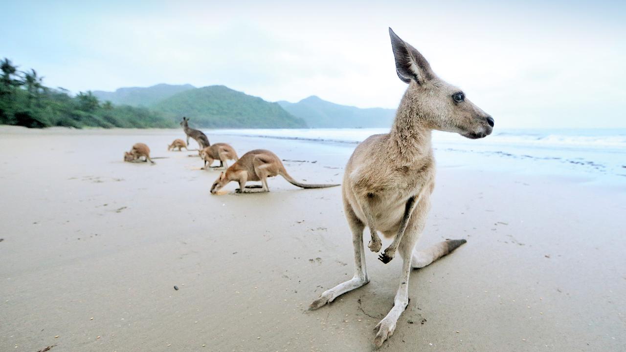 Kangaroos and Crocodiles