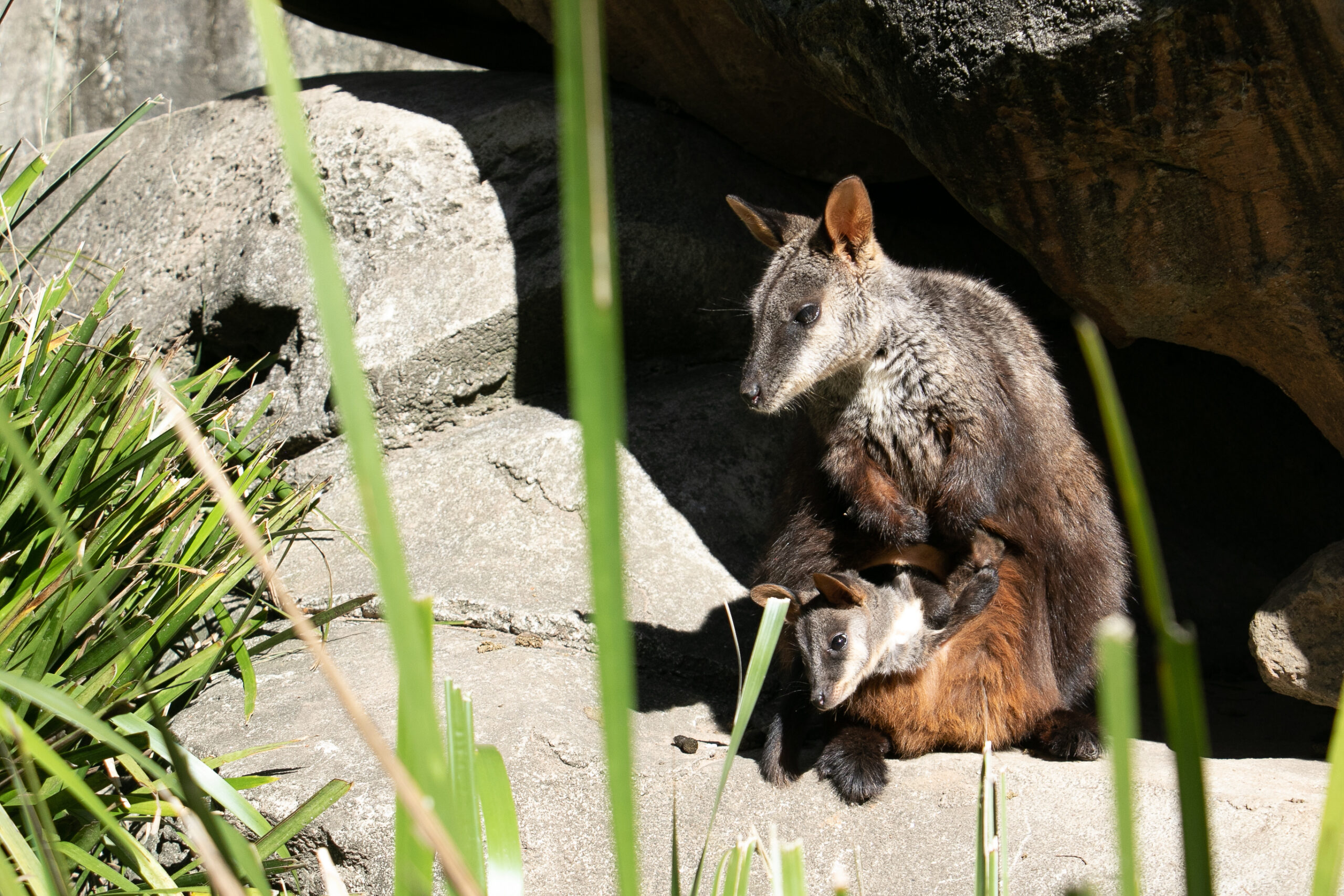 Currumbin Wildlife Sanctuary - Southern Gold Coast - Northern NSW - Hop on Hop off Shuttle