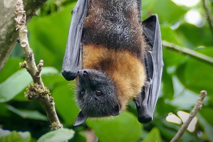 Flying Fox Experience, Thousands of Australia's Largest Bat