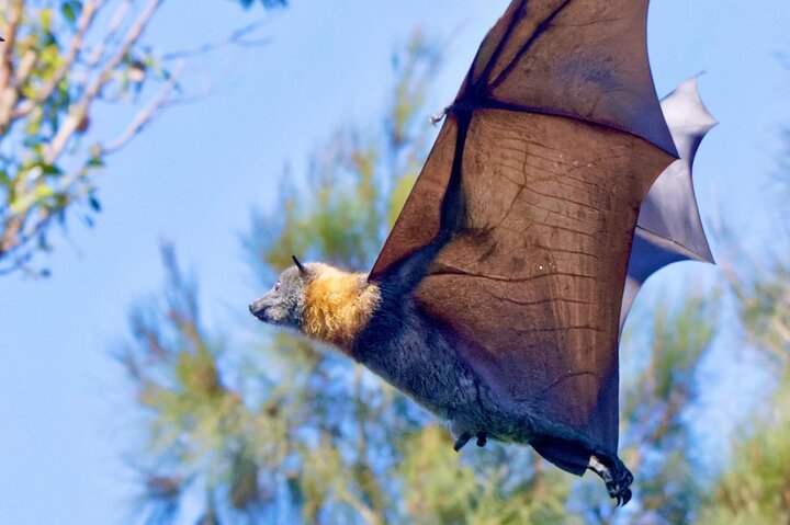 Flying Fox Experience, Thousands of Australia's Largest Bat