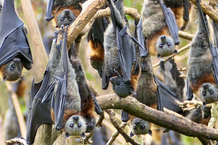 Flying Fox Experience, Thousands of Australia's Largest Bat