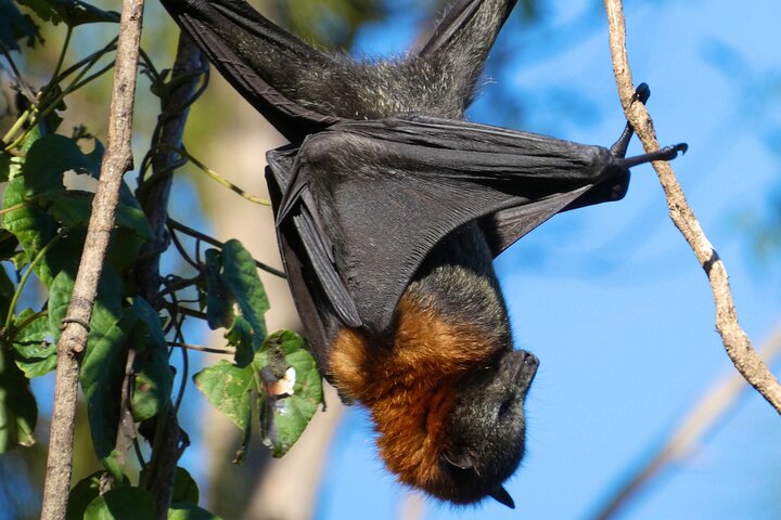 Flying Fox Experience, Thousands of Australia's Largest Bat