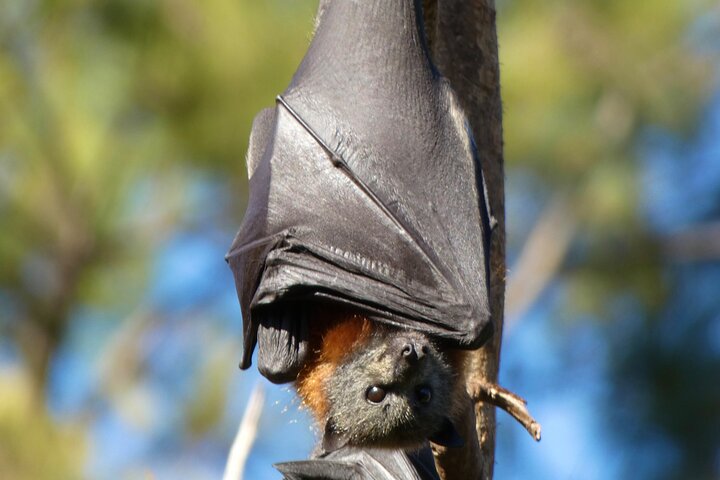 Flying Fox Experience, Thousands of Australia's Largest Bat