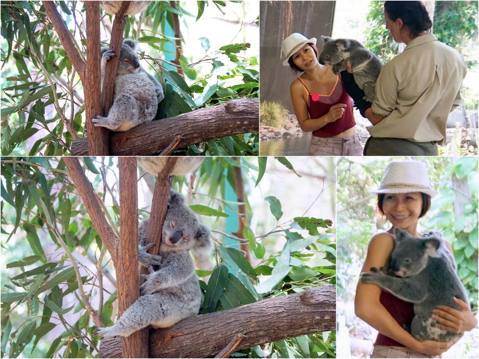 Currumbin Wildlife Sanctuary - Southern Gold Coast - Northern NSW - Hop on Hop off Shuttle