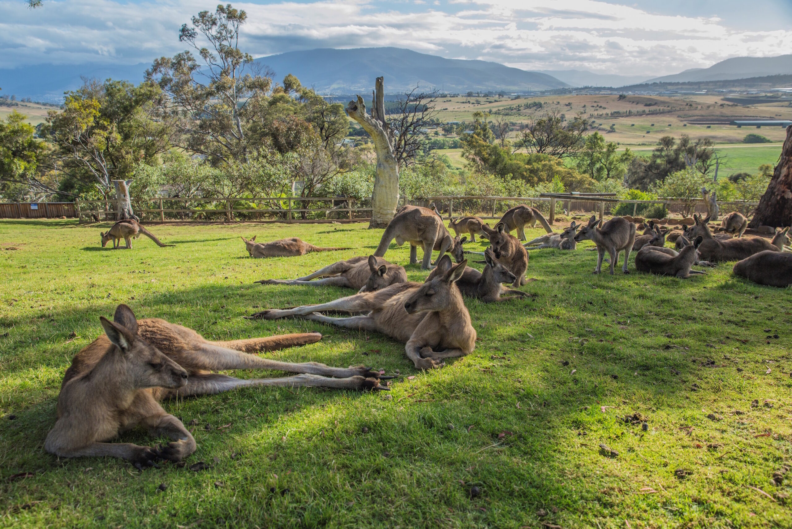 Private Tour of Hobart and Surrounds