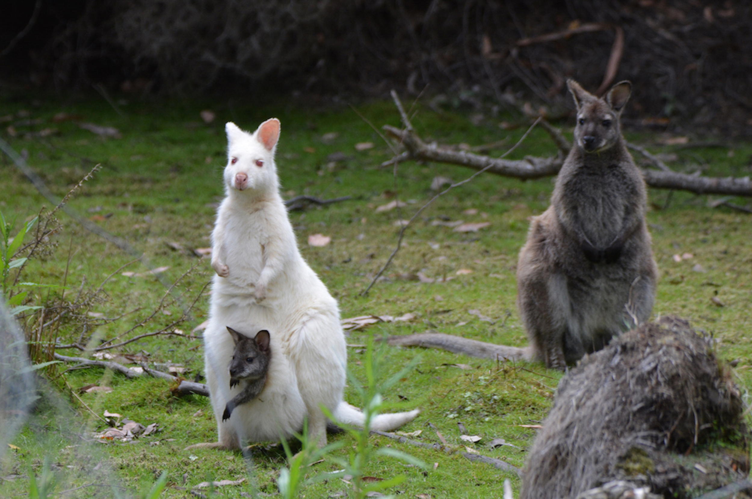 Private Tour of Hobart and Surrounds