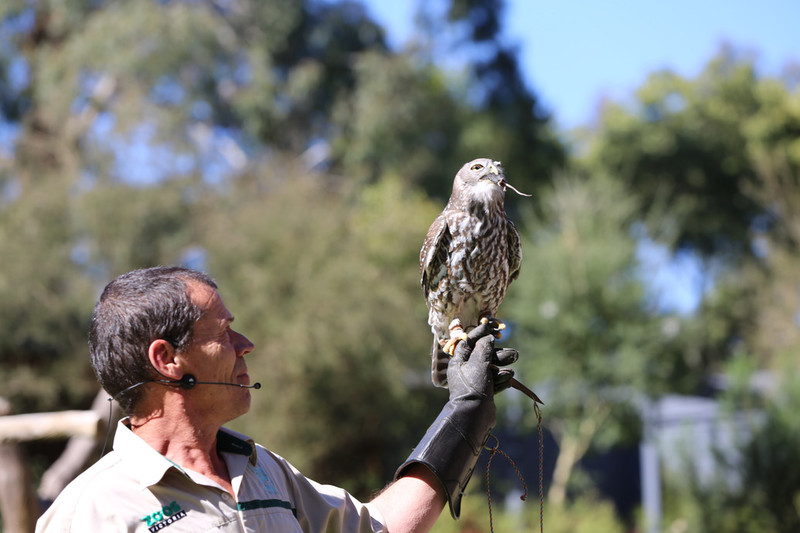 Puffing Billy & Wildlife Tour (CPickup)