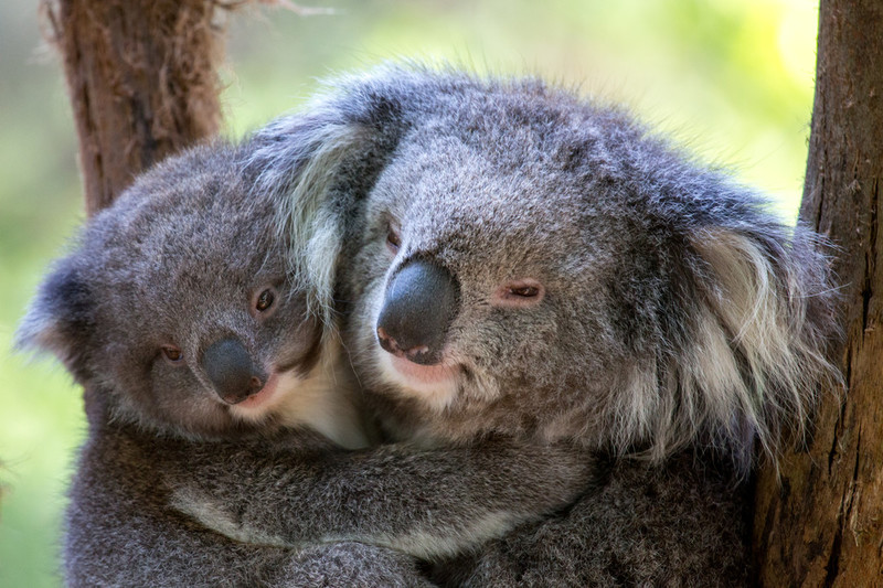 Puffing Billy & Wildlife Tour (CPickup)