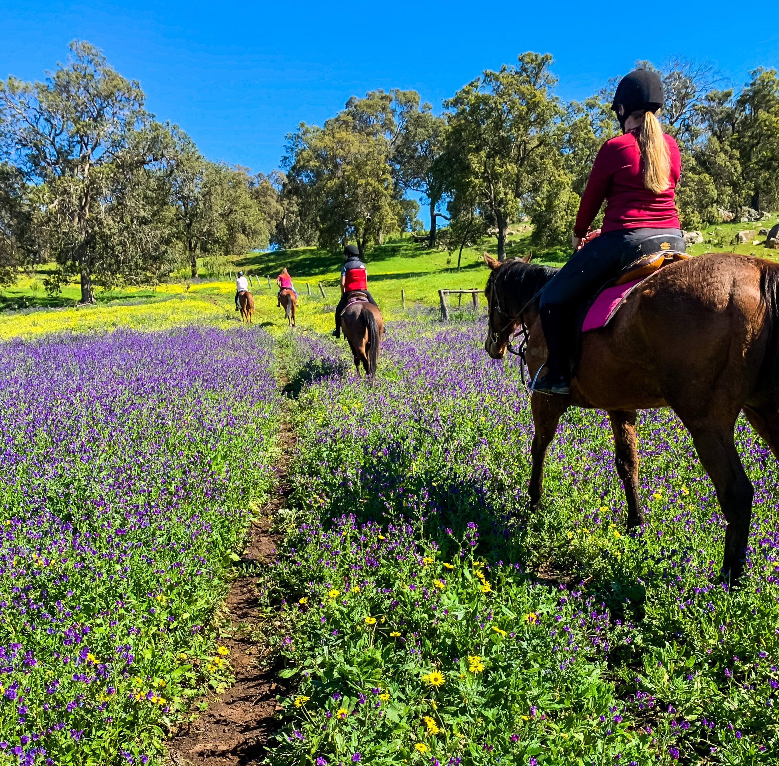 Horse Camp - 11/7/23