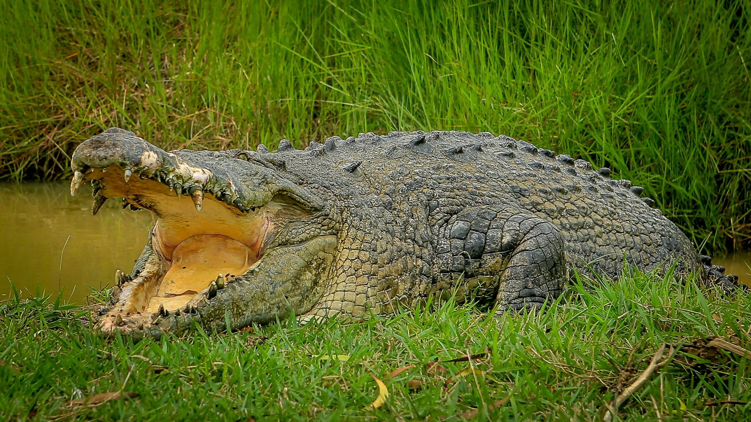 Kangaroos and Crocodiles (min 2 people)