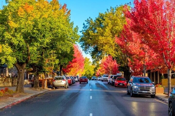 Adelaide City Mt. lofty and Hahndorf Cruise Ship Tour w/ Lunch