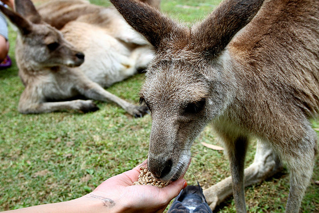 Currumbin Wildlife Sanctuary - Southern Gold Coast - Northern NSW - Hop on Hop off Shuttle