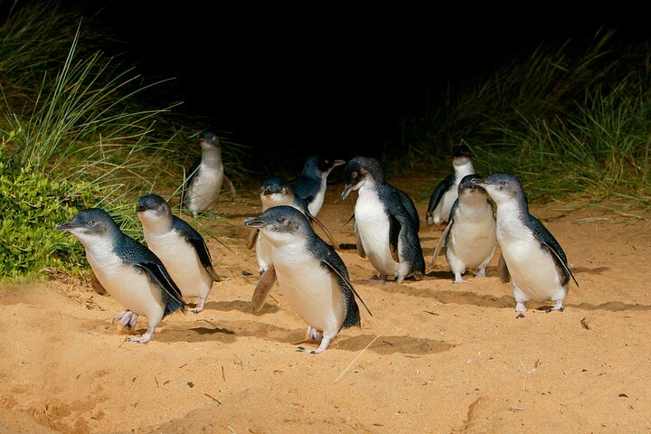 Phillip Island Penguin Parade express tour from Melbourne