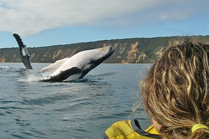 Epic Kayak With Dolphins & Wildlife - 4WD Beach Adventure Noosa