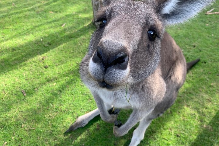 Nature and Wildlife: Australia in One Day - Private Tour