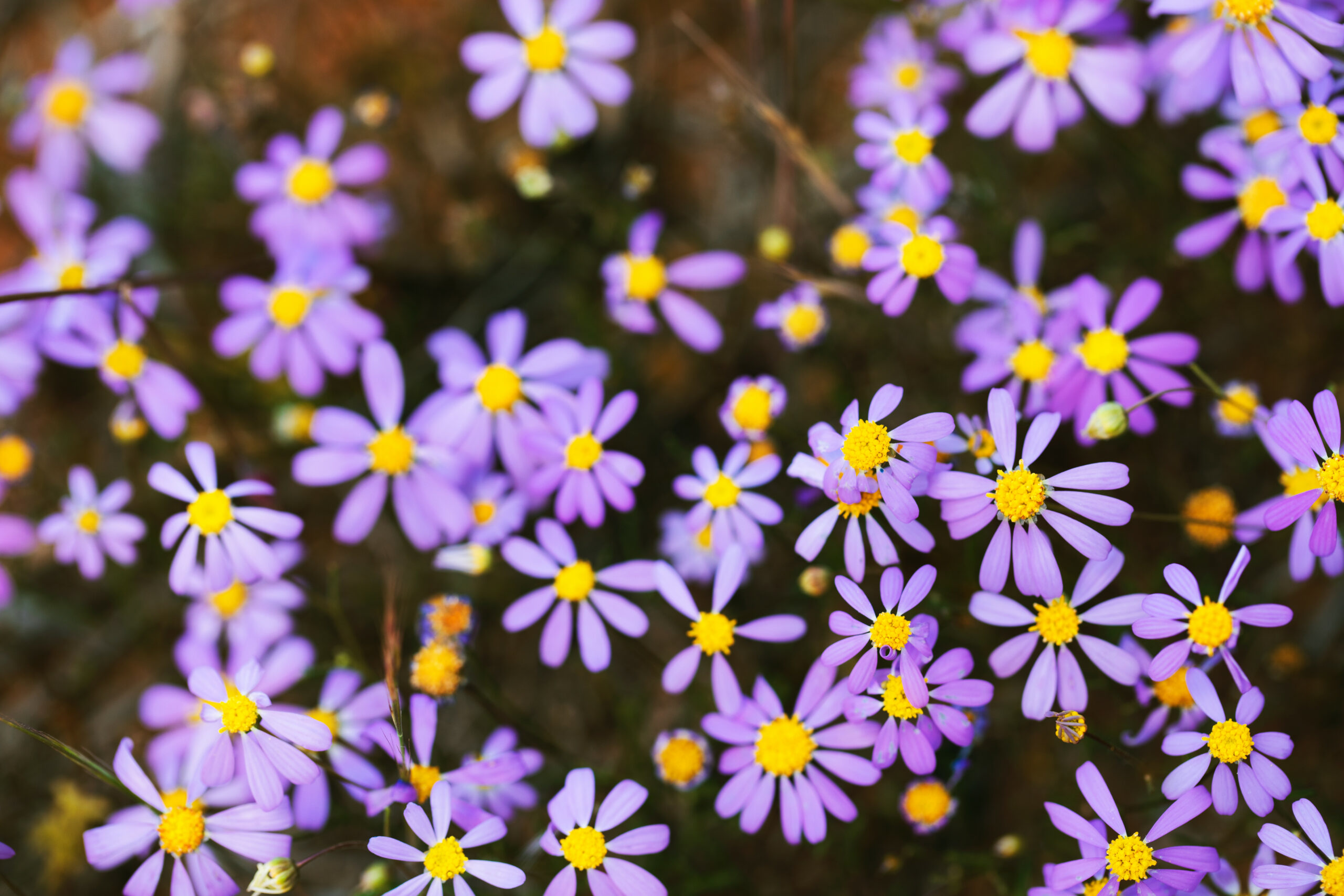 Wildflowers of the Mid West Bus Tour