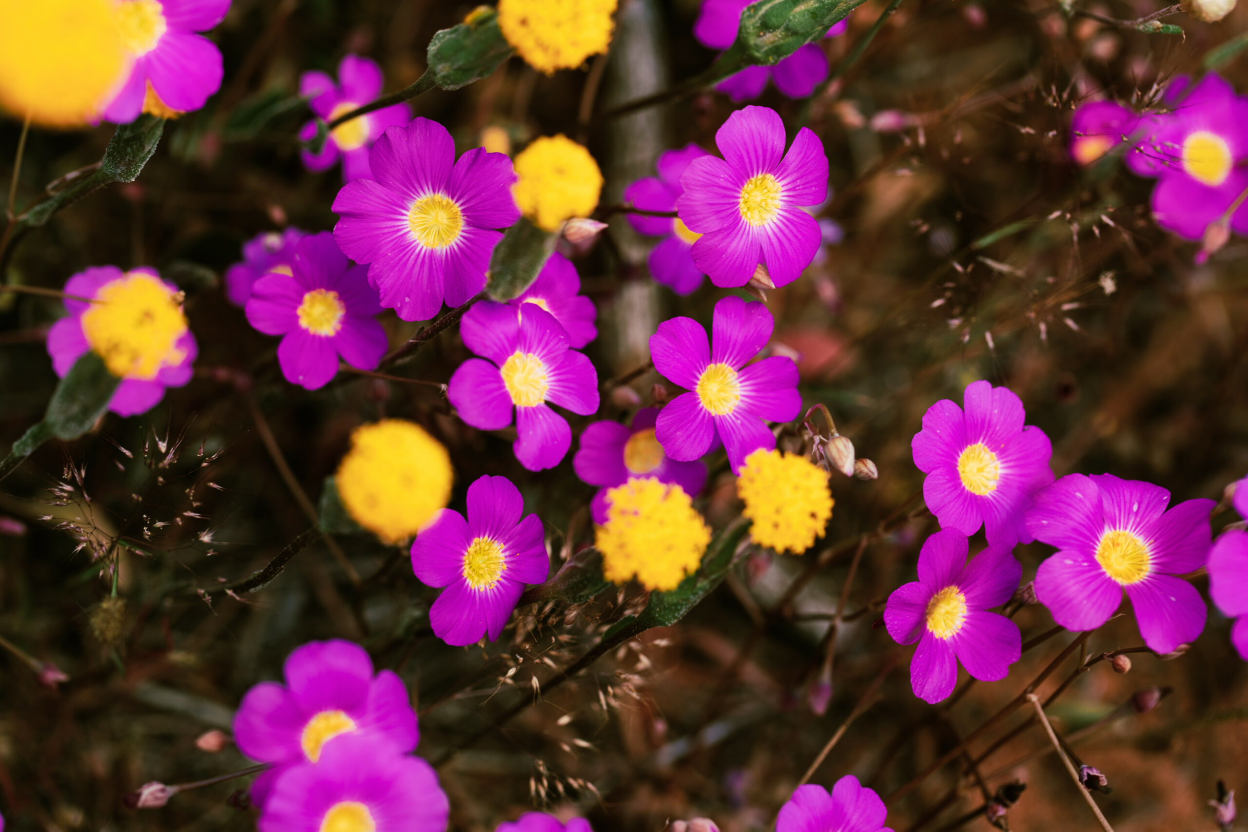 Wildflowers of the Mid West Bus Tour