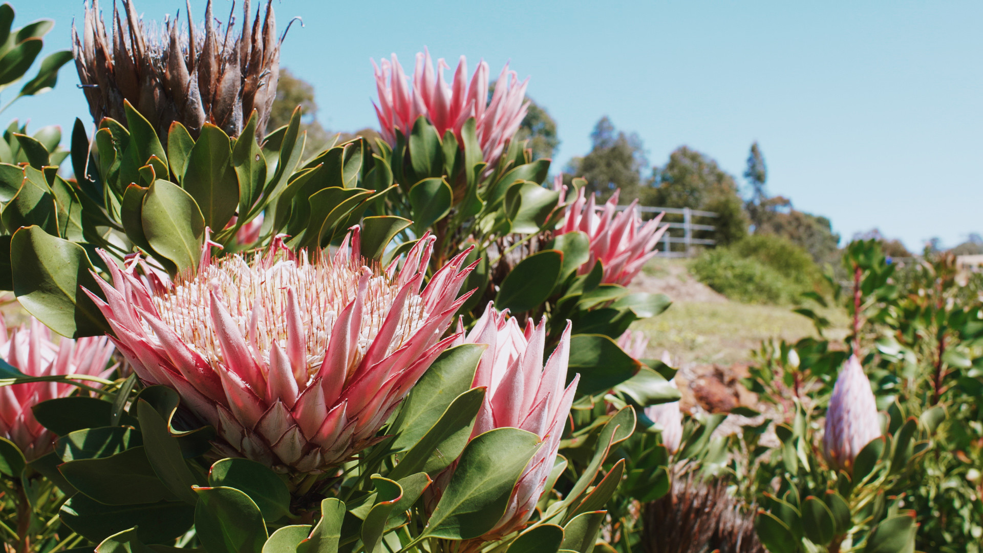 Wildflowers of the Mid West Bus Tour