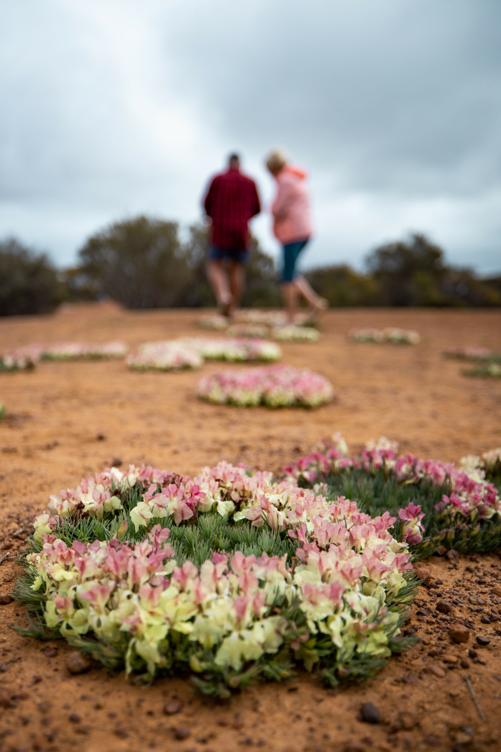 Wildflowers of the Mid West Bus Tour