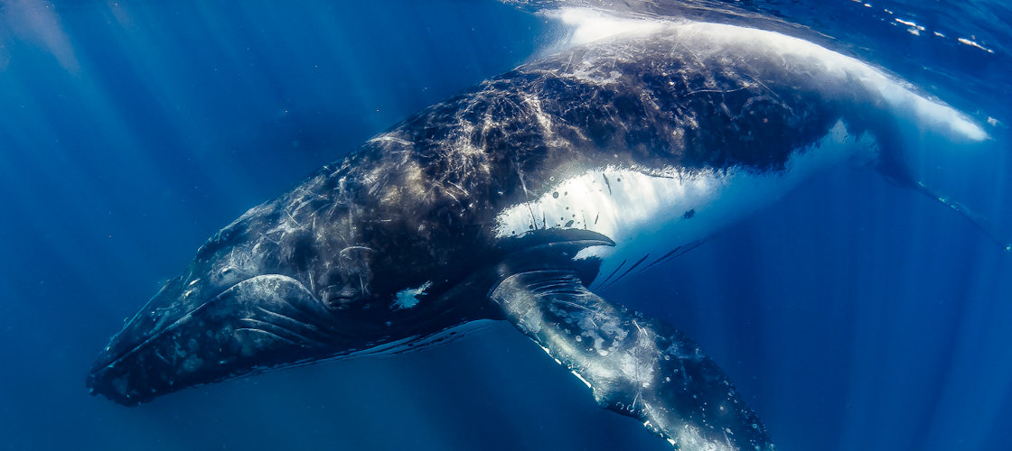 Humpback Whale Swim & Catamaran Cruise