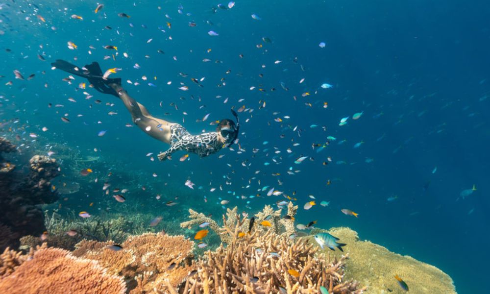 Outer Great Barrier Reef Snorkel Adventure From Airlie Beach