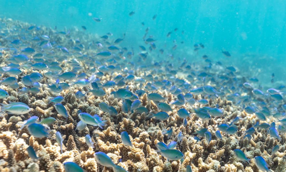 Outer Great Barrier Reef Snorkel Adventure From Airlie Beach