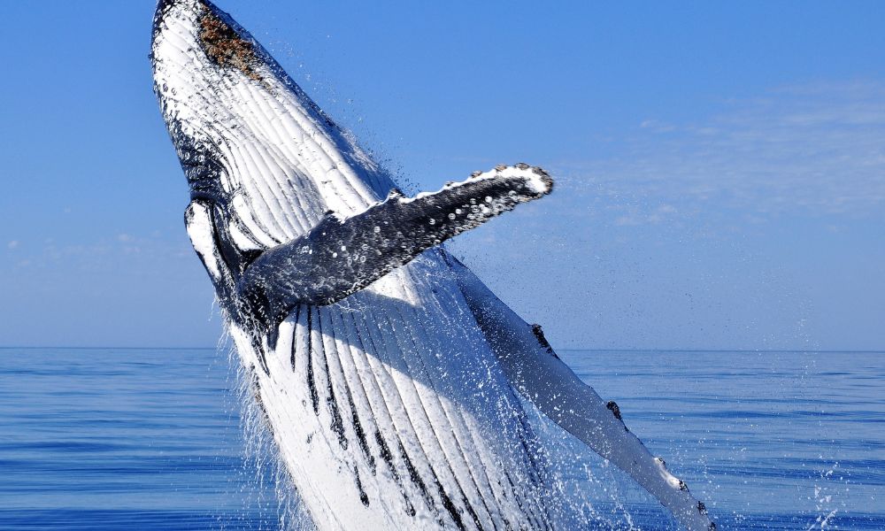 Augusta Margaret River Whale Watching - 2 Hours