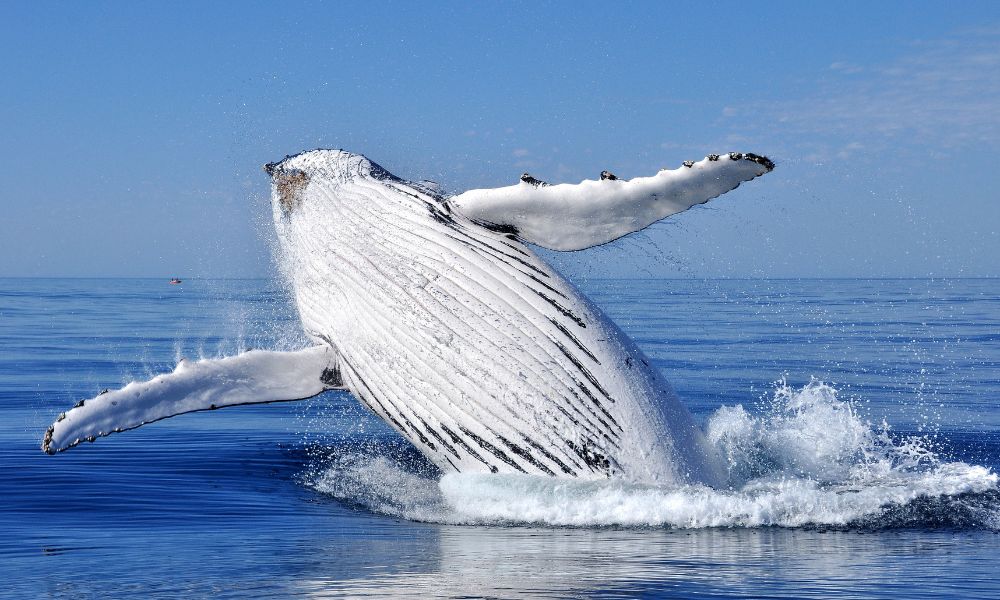 Augusta Margaret River Whale Watching - 2 Hours