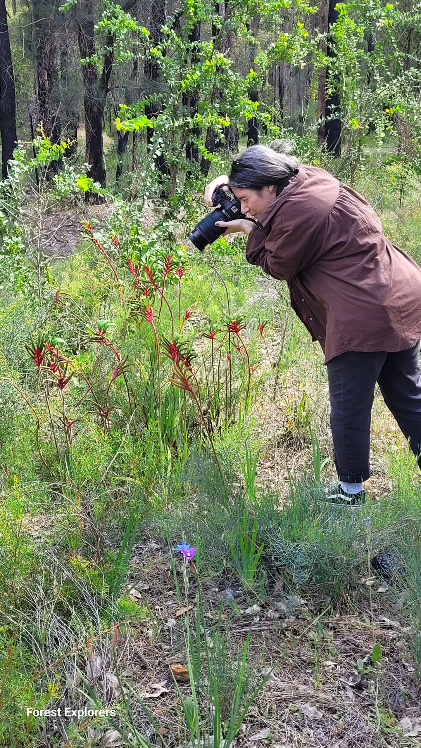 Wildflower Walks - Collie Western Australia