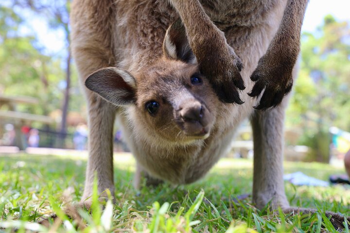 Nature and Wildlife: Australia in One Day - Private Tour