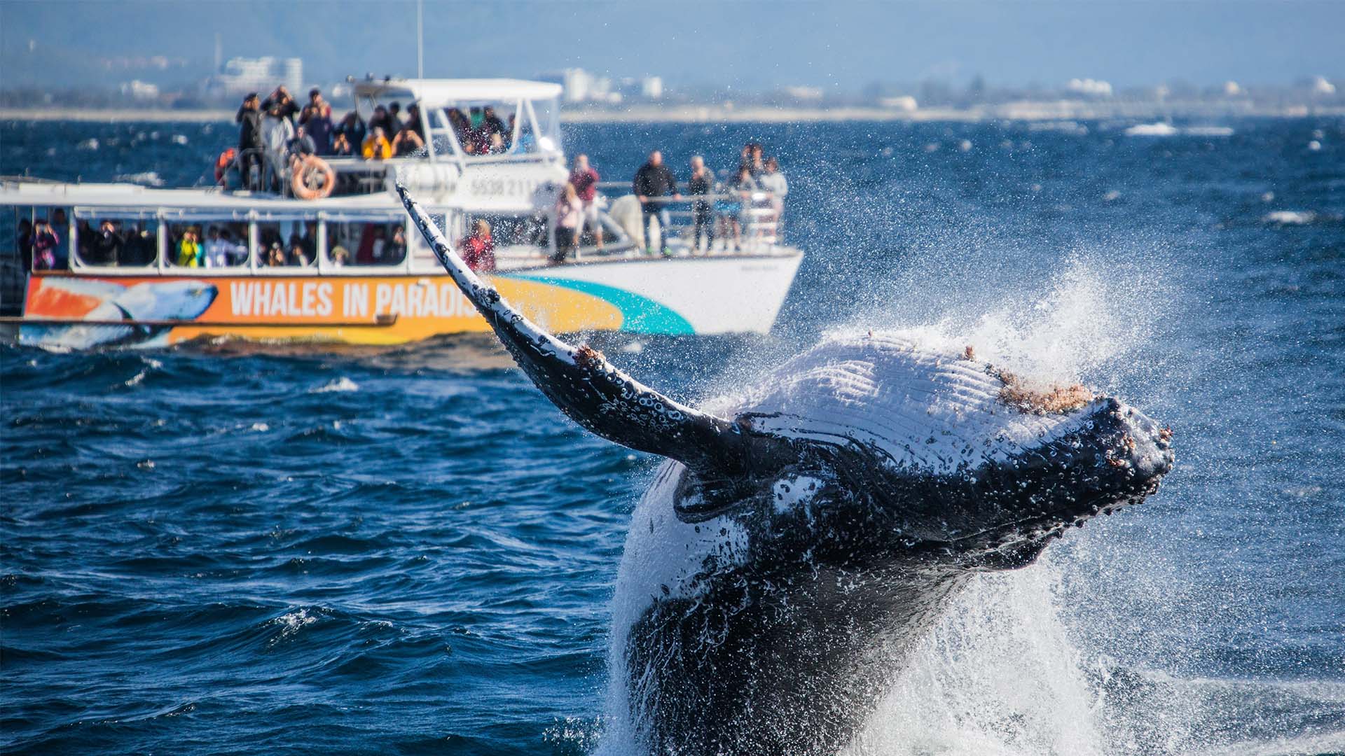 Whales in Paradise – Gold Coast