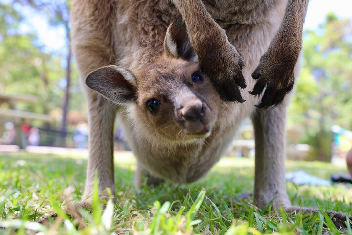 Horse Riding, Koalas & Kangaroos - Wild Australia: Private Tour