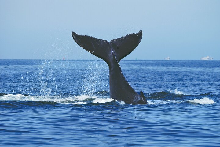 Sydney Harbour Whale Express