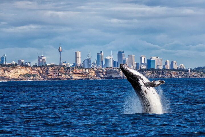 Sydney Harbour Whale Express