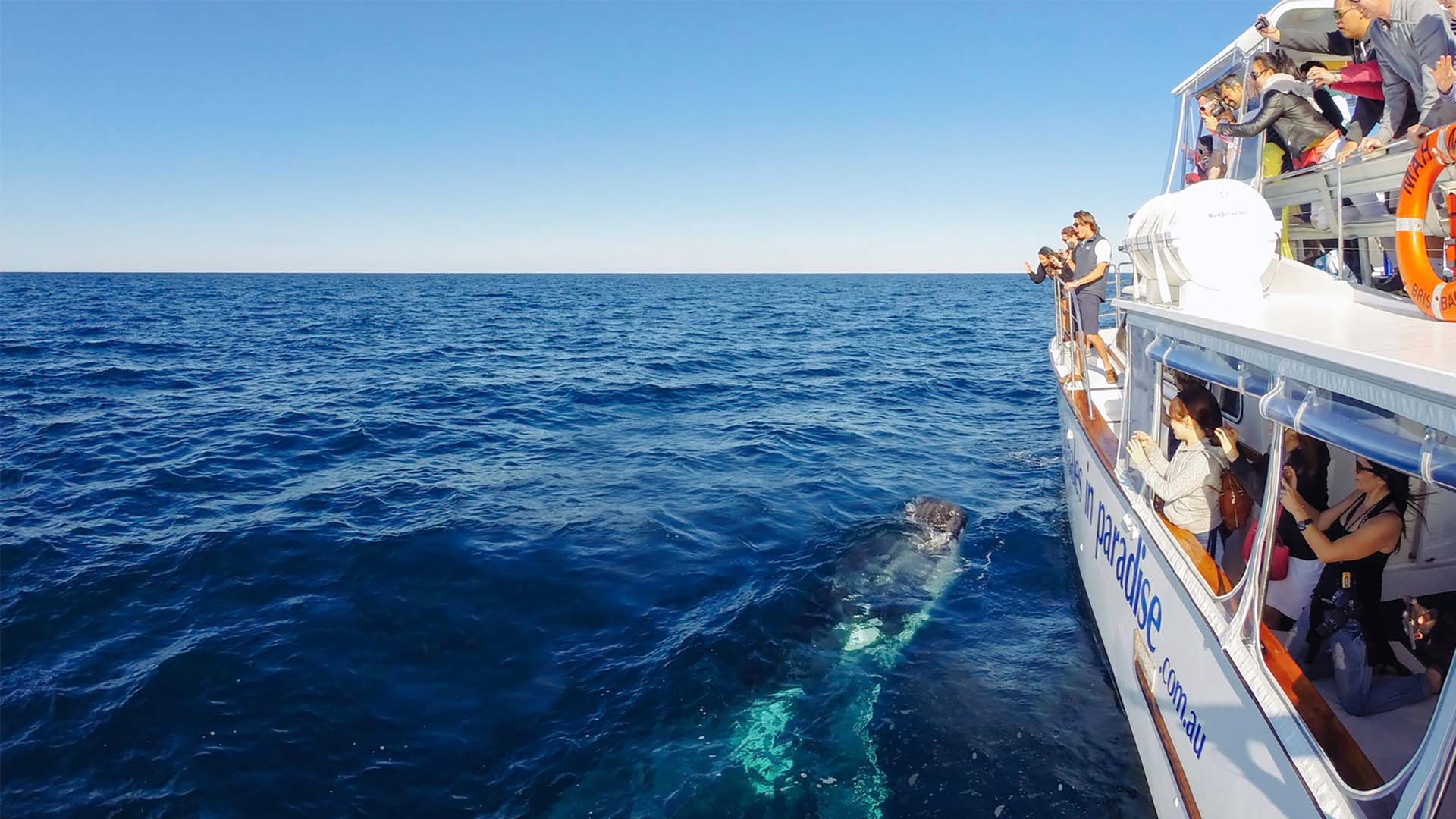 Whales in Paradise - Gold Coast