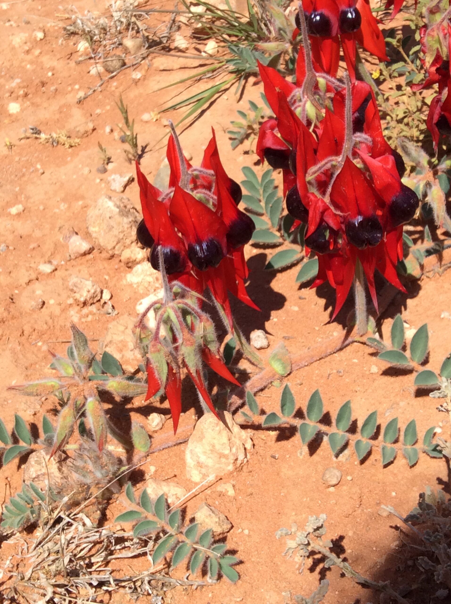 Flinders Ranges - 12 day Adventure Tour