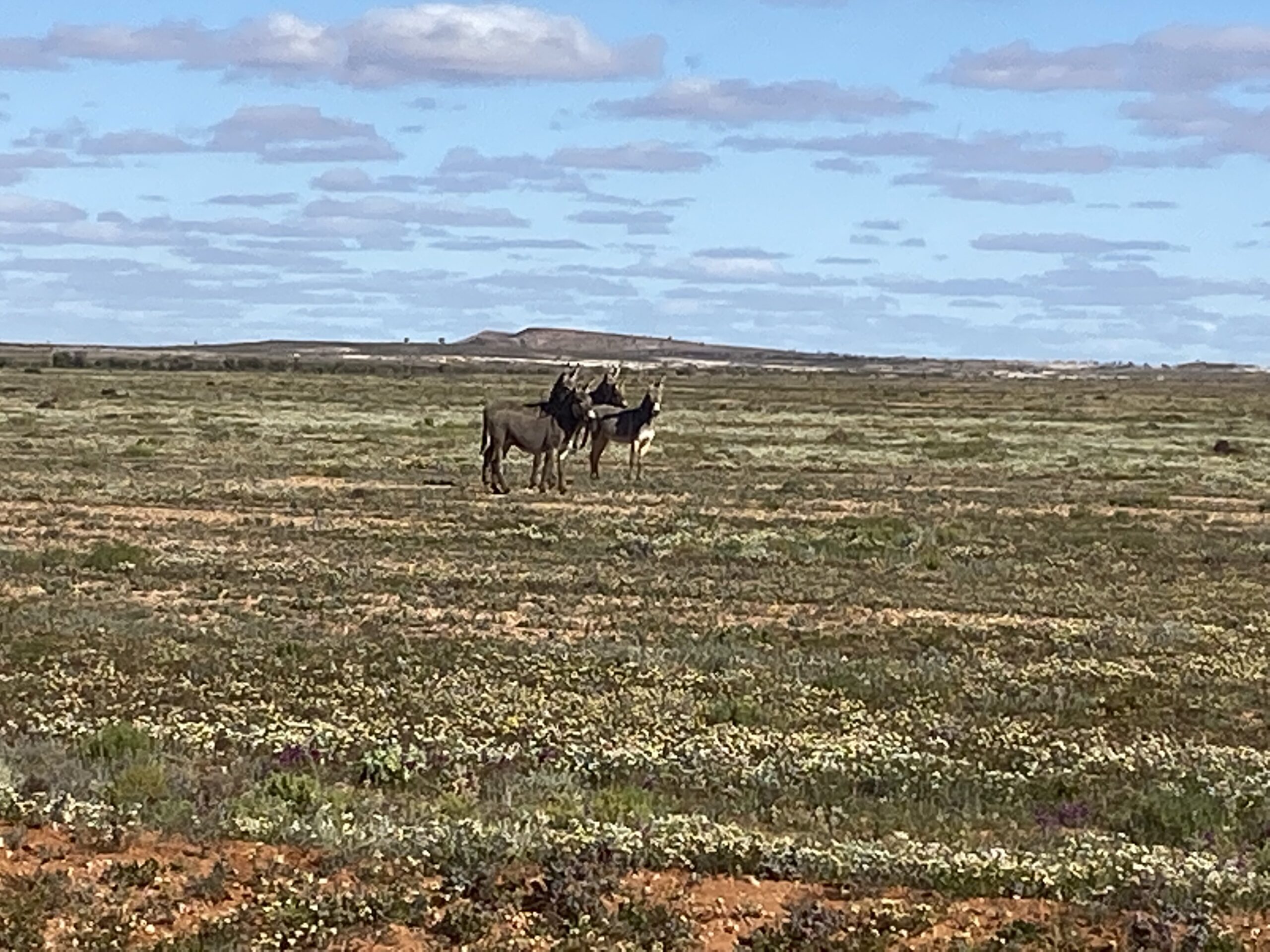 Outback Experience 7 day Tag-Along Adventure Tour