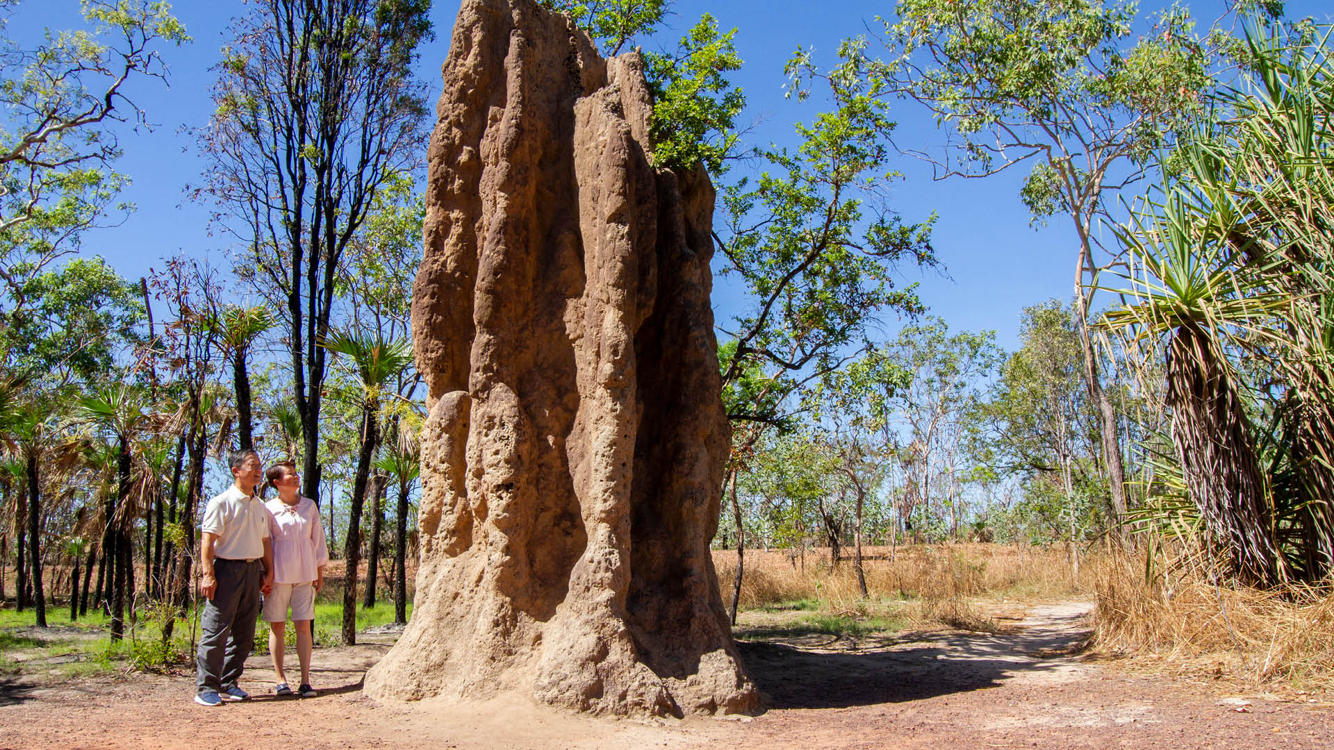 Litchfield National Park & Waterfalls (D5)