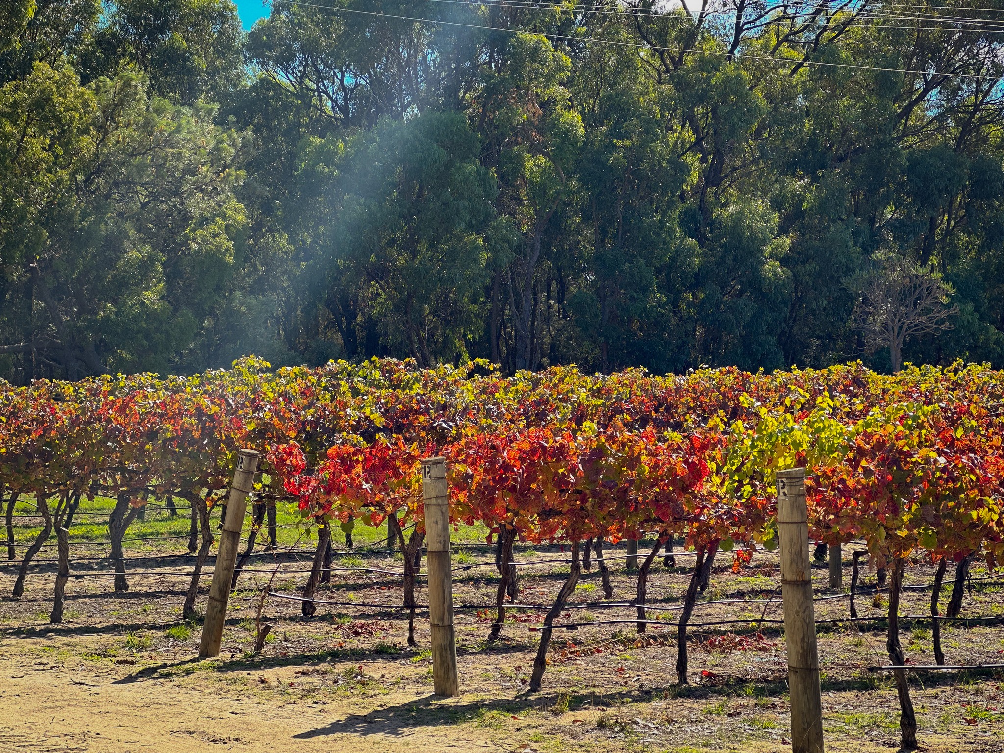 UNDERGROUND WINE CELLAR & GRAZING EXPERIENCE