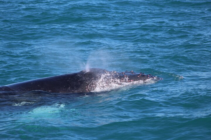 Nature and Wildlife: Australia in One Day - Private Tour