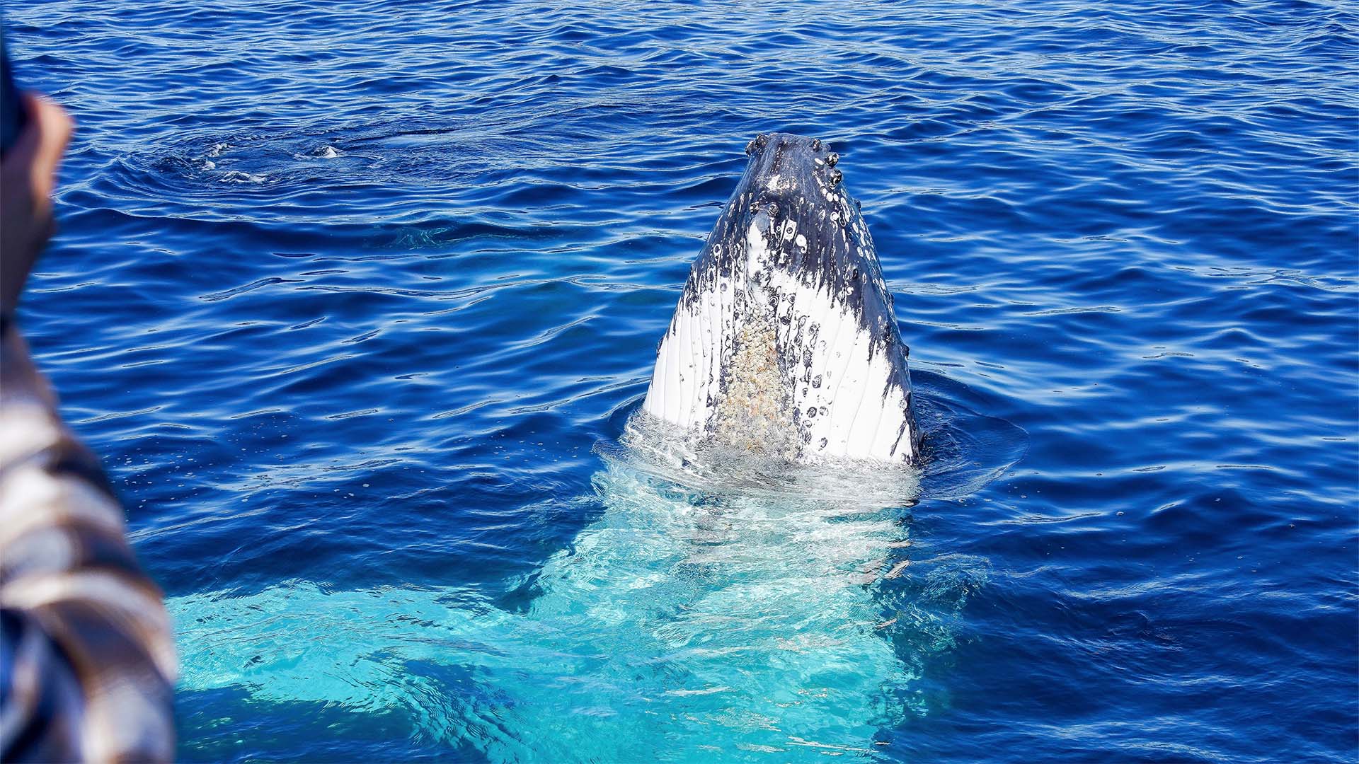 Whales in Paradise - Gold Coast